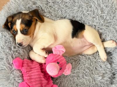 Female Beagle puppy for sale in Kildare