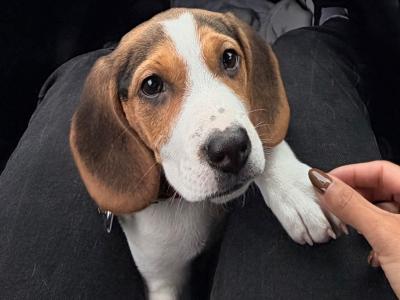 Female Beagle puppy for sale in Kildare