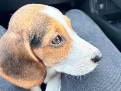 Female Beagle puppy for sale in Kildare