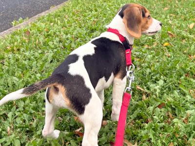 Female Beagle puppy for sale in Kildare