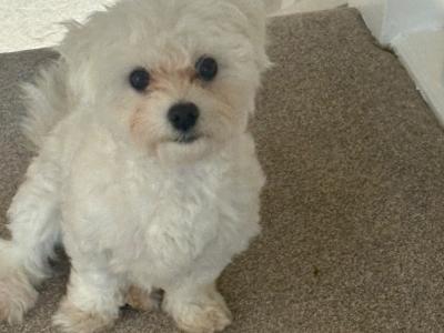Female Maltichon puppy 9 months old in Kildare seeks a new home