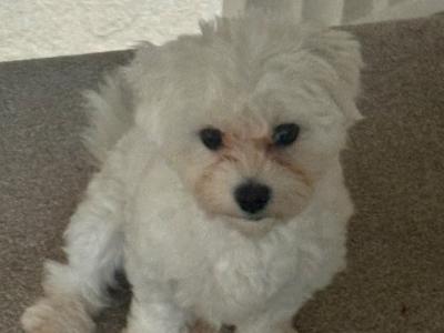 Female Maltichon puppy 9 months old in Kildare seeks a new home