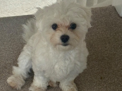 Female Maltichon puppy 9 months old in Kildare seeks a new home