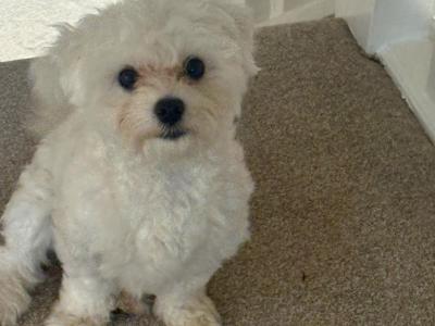 Female Maltichon puppy 9 months old in Kildare seeks a new home