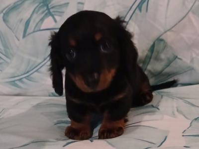 Miniature Dachshund puppies in Dublin