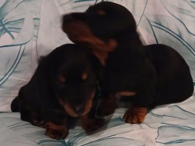 Miniature Dachshund puppies in Dublin