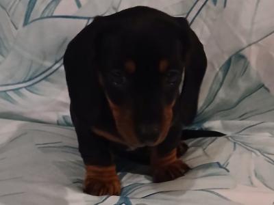 Miniature Dachshund puppies in Dublin
