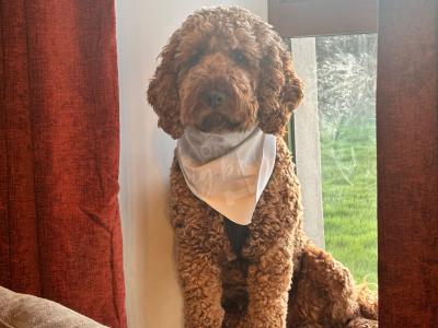 Wiley miniature Goldendoodle for stud 🐾