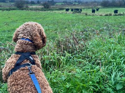 Wiley miniature Goldendoodle for stud 🐾