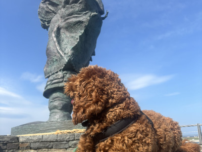 Wiley miniature Goldendoodle for stud 🐾