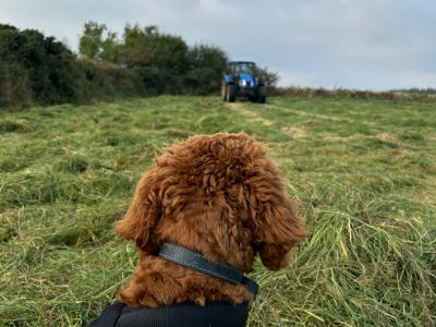 Wiley miniature Goldendoodle for stud 🐾