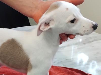 Blue/Fawn Whippet puppies in Sligo