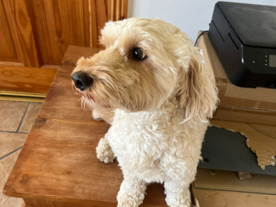 Male Cockapoo dog 3 years old for sale in Cork