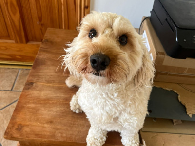 Male Cockapoo dog 3 years old for sale in Cork