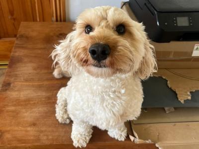 Male Cockapoo dog 3 years old for sale in Cork