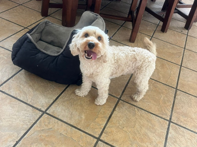 Male Cockapoo dog 3 years old for sale in Cork