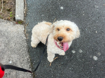 Male Cockapoo dog 3 years old for sale in Cork