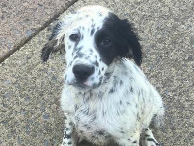 English Setter puppies in Cavan