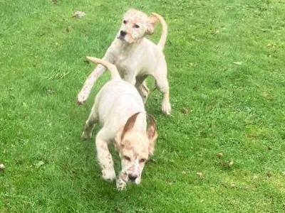 English Setter puppies in Cavan