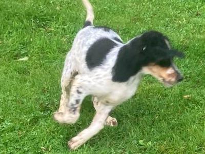 English Setter puppies in Cavan