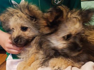 2 Female Pomeranian x Terrier Pups