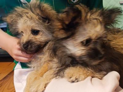 2 female Pomeranian x Terrier puppies in Kerry