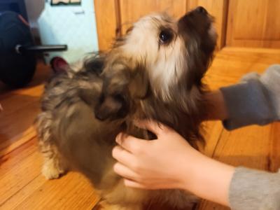 2 Female Pomeranian x Terrier Pups