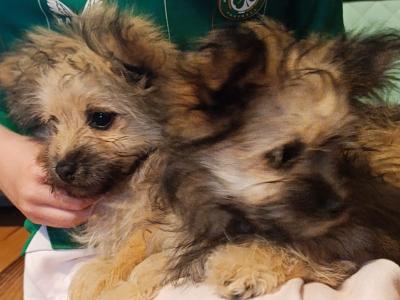 2 Female Pomeranian x Terrier Pups