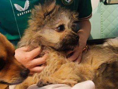2 Female Pomeranian x Terrier Pups