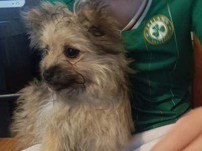 2 Female Pomeranian x Terrier Pups