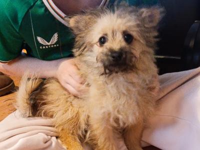 2 Female Pomeranian x Terrier Pups
