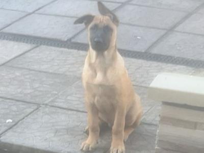 Belgian Malinois puppies For sale in Cork