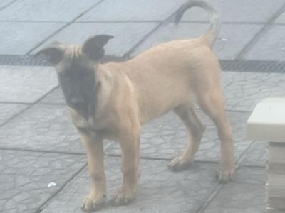 Belgian Malinois puppies For sale in Cork