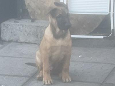 Belgian Malinois puppies For sale in Cork