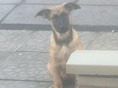 Belgian Malinois puppies For sale in Cork