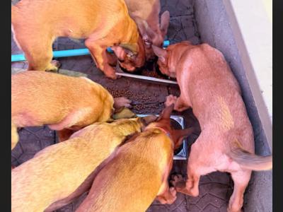 Belgian Malinois puppies For sale in Cork