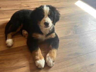 IKC Registered female Bernese Mountain Dog puppy in Down