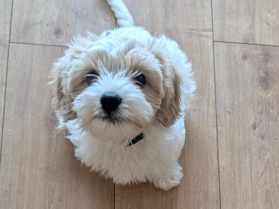 Friendly Cavapoo pups in Cork