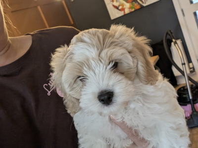 Friendly Cavapoo pups in Cork