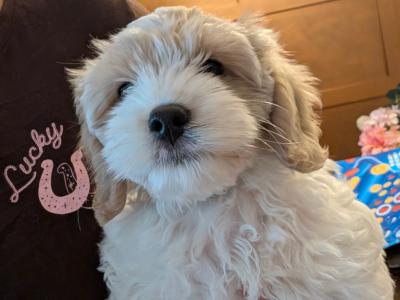Friendly Cavapoo pups in Cork