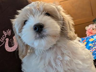 Friendly Cavapoo pups in Cork