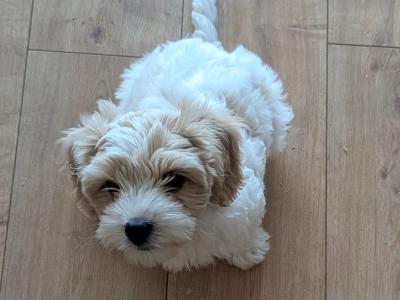 Friendly Cavapoo pups in Cork