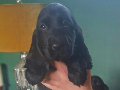 Adorable cocker Spaniel puppies phone 0879552445