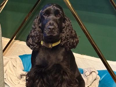 Adorable cocker Spaniel puppies phone 0879552445