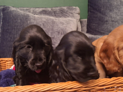 Adorable cocker Spaniel puppies phone 0879552445