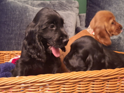 Adorable cocker Spaniel puppies phone 0879552445