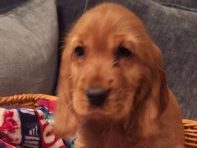 Adorable cocker Spaniel puppies phone 0879552445