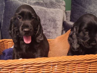 Adorable cocker Spaniel puppies phone 0879552445