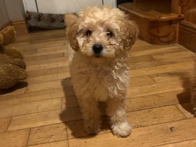 Gorgeous Teddy Bear Poochon puppies 😍🐶 in Wexford