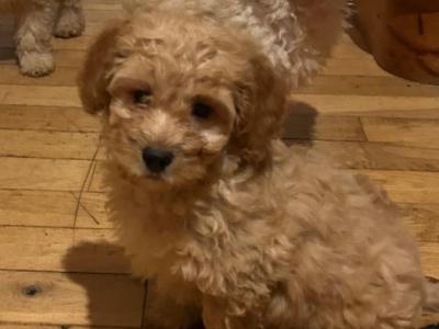 Gorgeous Teddy Bear Poochon puppies 😍🐶 in Wexford